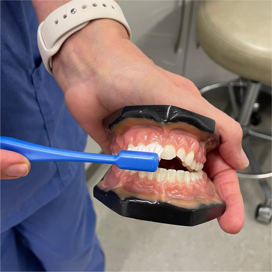Oral Hygiene Demonstration with a Toothbrush on a Mouth Model